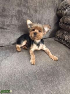 Looking for a girlfriend  Listing Image