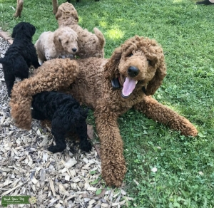 AKC Red Standard Poodle In Wisconsin Listing Image