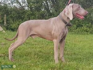 Handsome Weimaraner at Stud Listing Image