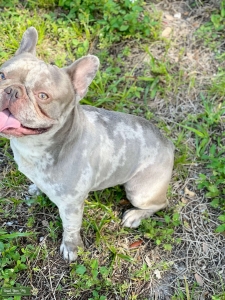 Exotic flat face no tail lilac Merle French Bulldog for stud Listing Image