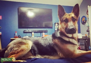 German Shepherd Listing Image