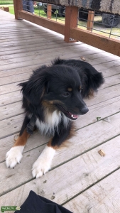 Black Tri colored Miniature Australian Shepherd  Listing Image