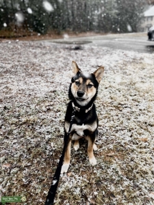 Shiba Ina  Listing Image
