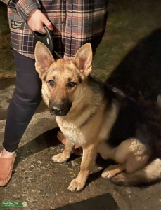 Looking for a lovely lady  Listing Image