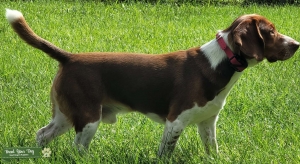 Chocolate Beagle Listing Image