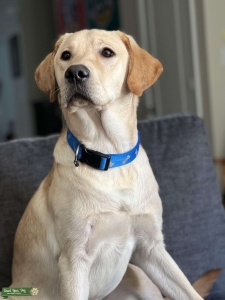 Handsome Rich Yellow Purebred Labrador Retriever  Listing Image