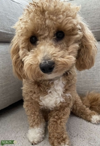 Mini bishon poodle stud Listing Image