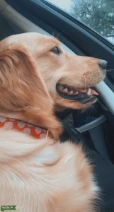 Golden Retriever Listing Image