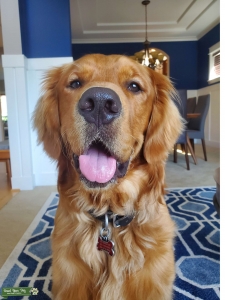 Dark Golden retriever Listing Image