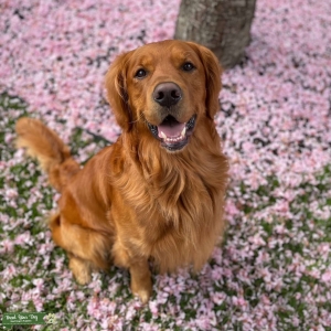 Dark Golden retriever Listing Image