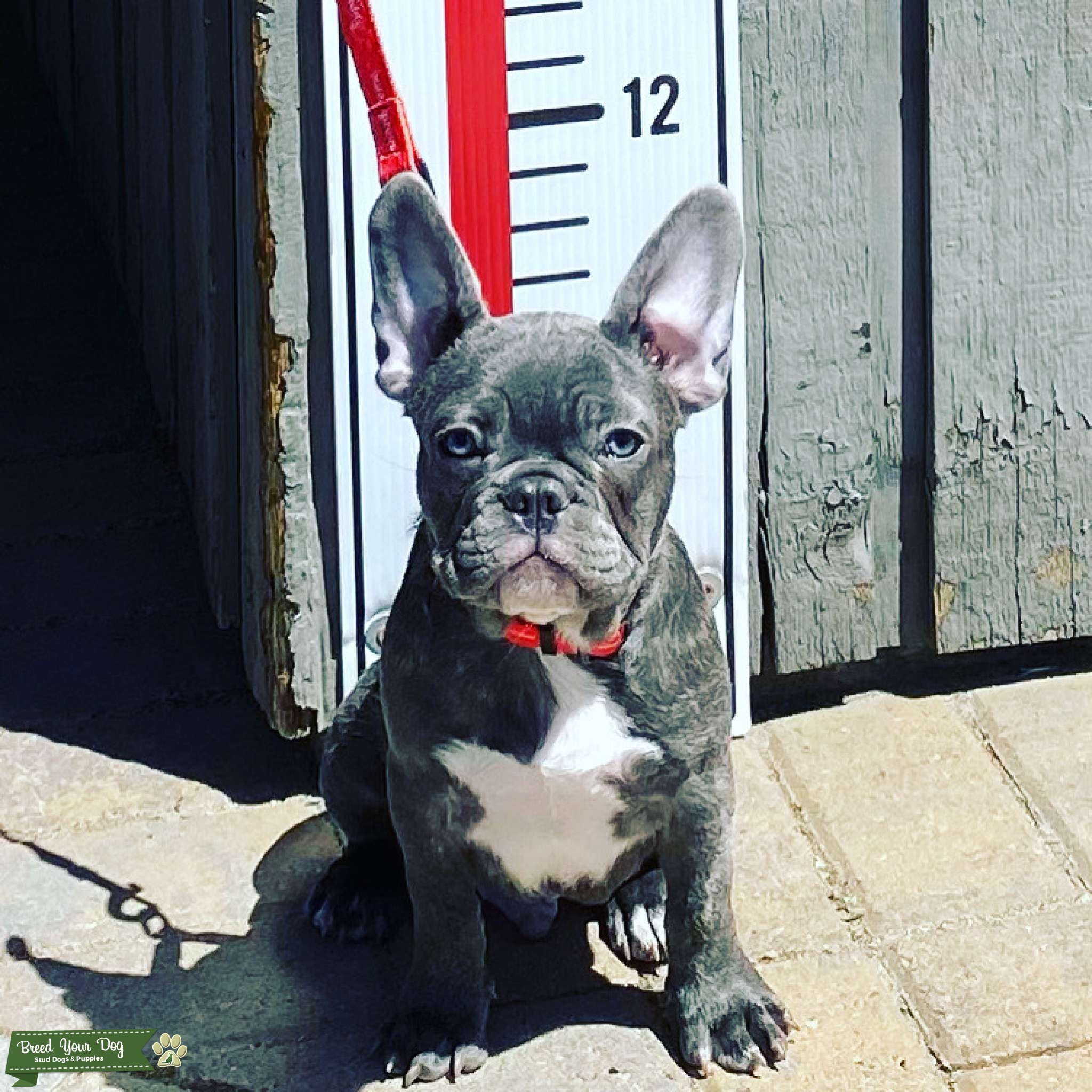 Lilac Fawn Brindle - Stud Dog Idaho - Breed Your Dog