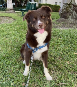 Very handsome Australian Shepherd  Listing Image