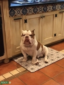 2 year old bully Bruce  Listing Image