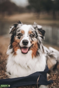 Blue Merle Australian Shepherd w/ tail Listing Image