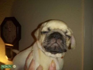 Apricot AKC Pug Listing Image