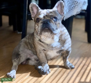 TriMerle Frenchie Stud Listing Image