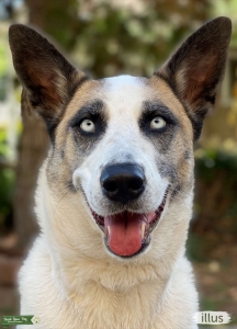 Akita/Husky Listing Image