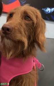 F1 Labradoodle Listing Image
