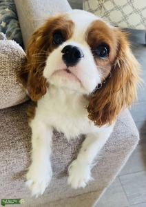 Cavalier King Charles spaniel Listing Image