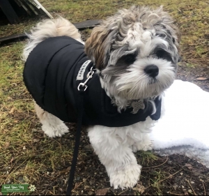 Shih Tzu Stud  Listing Image