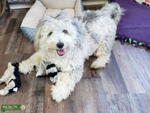 Mini Merle Aussiedoodle Female  Listing Image