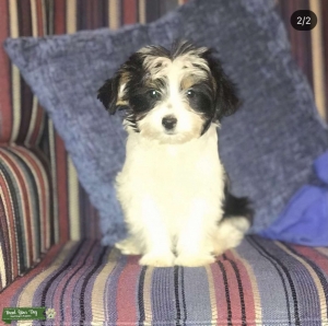 Partí Yorkie Female  Listing Image