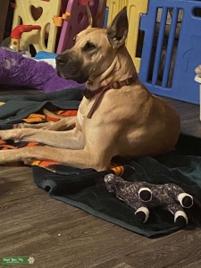 Fawn Great Dane  Listing Image