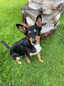 Wanted bull terrier stud for my female kelpie Listing Image