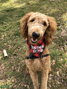 Red Standard Poodle Stud Listing Image