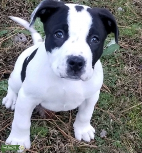 Black and white Rottweiler boxer mix Listing Image