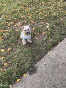 Looking For a girlfriend  Listing Image