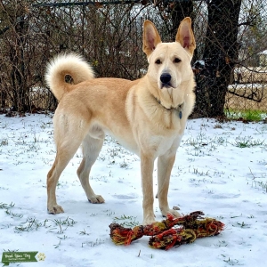 Gorgeous breed mix wants to be a papa Listing Image