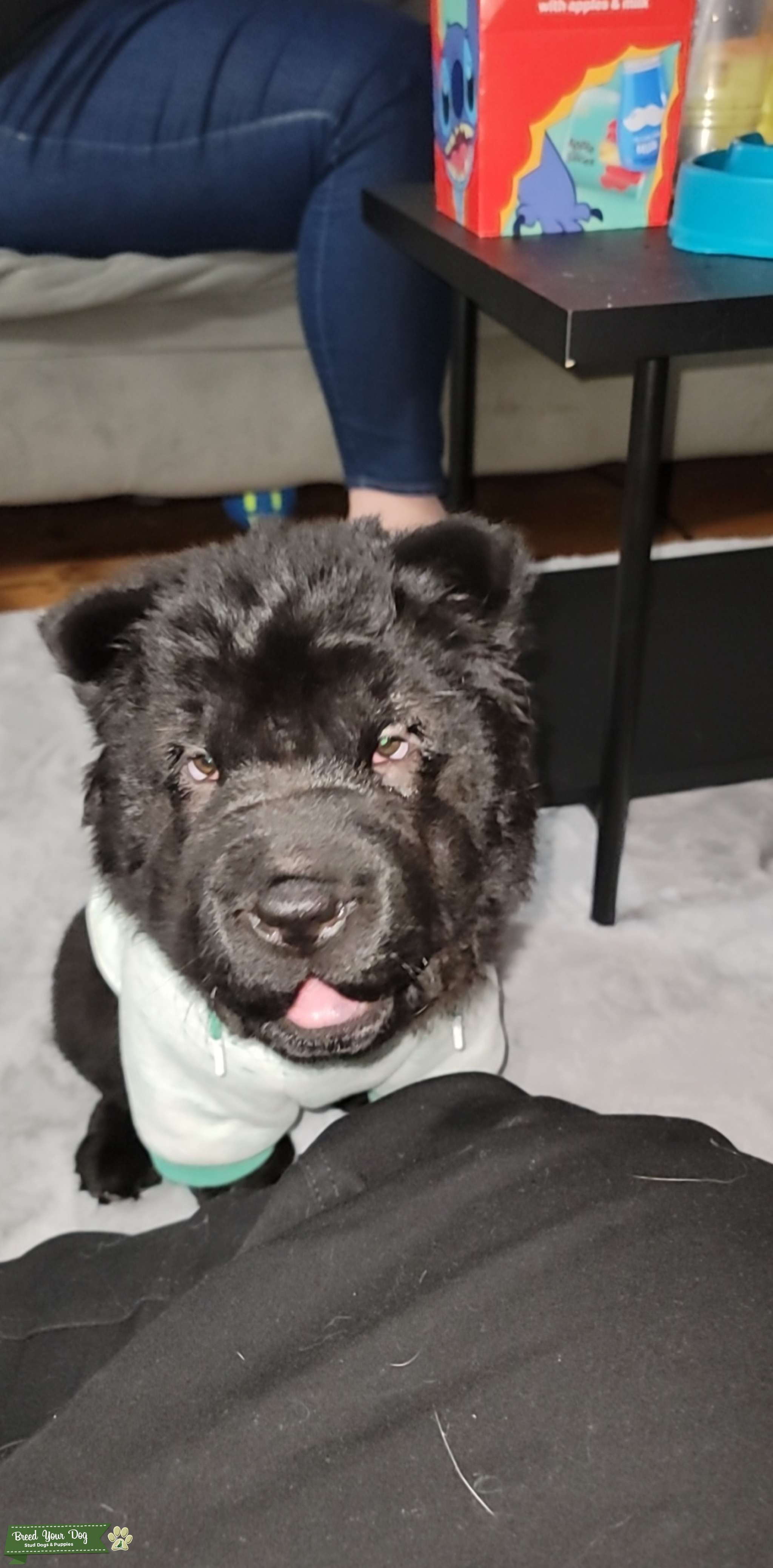 Bear coat shar pei Stud Dog in Us , United States Breed Your Dog