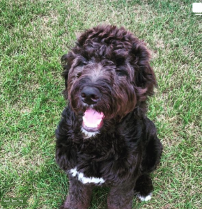 F1 bernedoodle Listing Image