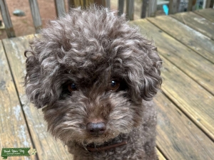 Chocolate Brown Toy Poodle Listing Image