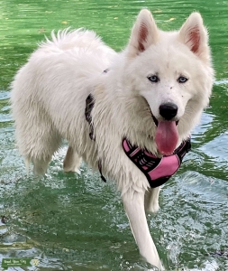 Siberian Husky looking for STUD Listing Image