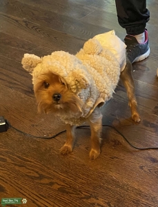 Looking for Yorkie female Listing Image