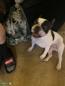 Frenchie Bull Dog Listing Image