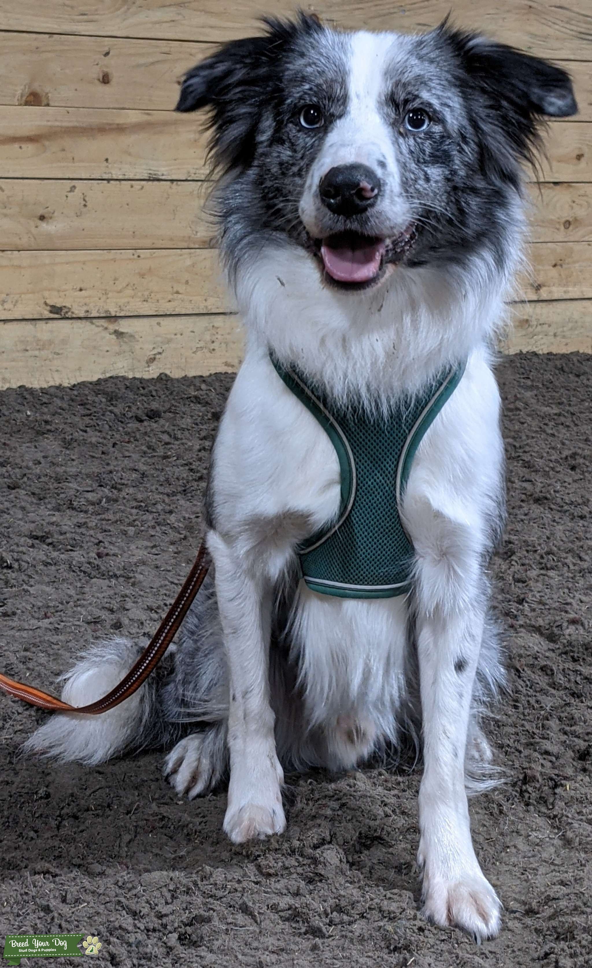 Blue Merle Border Collie for stud Stud Dog Devon Breed Your Dog