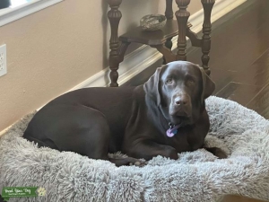 English Style Chocolate Lab Listing Image