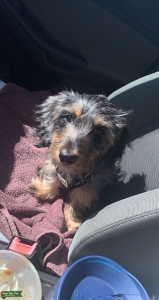 Long Haired Mini Dachshund Stud  Listing Image