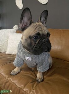 Black Mask Sable Frenchie  Listing Image
