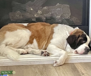 Female St Bernard Needs Male Listing Image