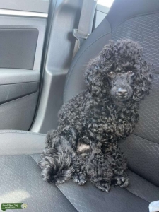Black Toy Poodle  Listing Image