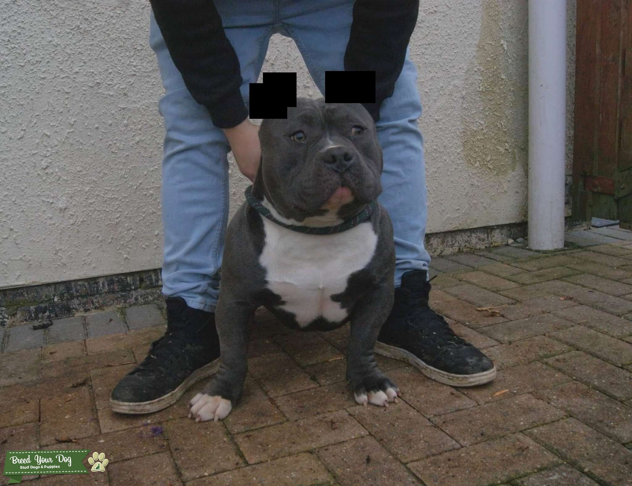 Blue Pocket Bully open for Stud! Stud Dog in Durham, the United States Breed Your Dog