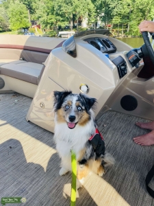 Blue Merle Mini Aussie for Stud Listing Image