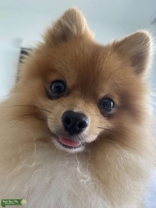 Purebreed Toy Pom Listing Image