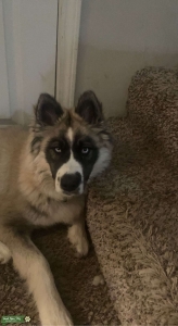 Siberian Husky  Listing Image