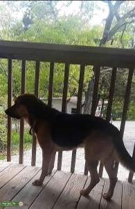 Beagle Shepherd - Shepard colors and patterns Listing Image
