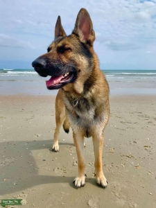 5 year old GSD purebred no papers Listing Image